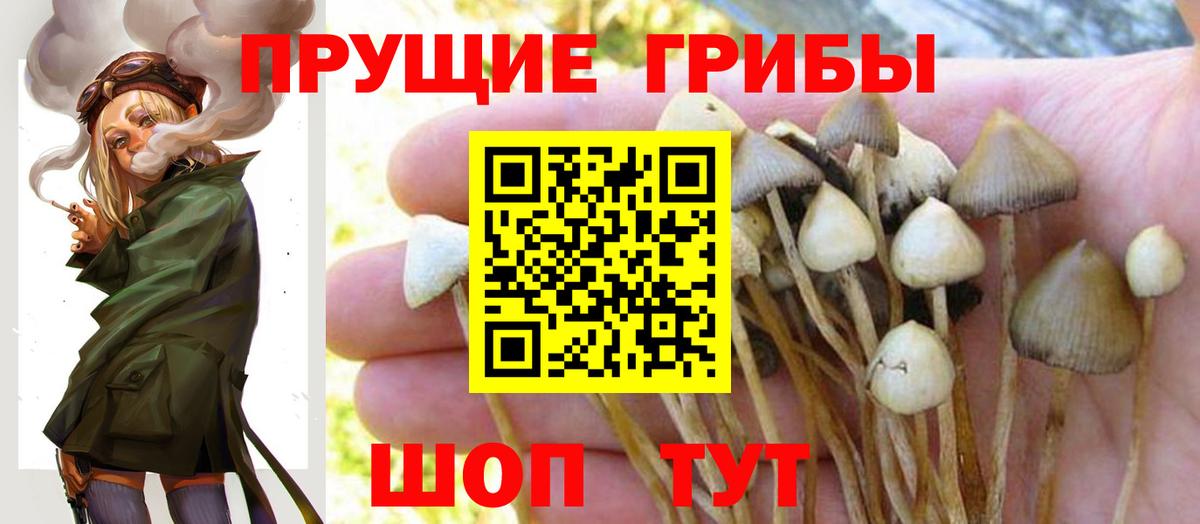 Галлюциногенные грибы GOLDEN TEACHER Шумерля